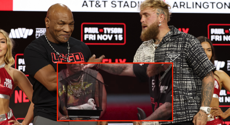 Mike Tyson and Jake Paul face-off (main) at a press conference and the pigeon Jake Paul gifted Mike Tyson (bottom)