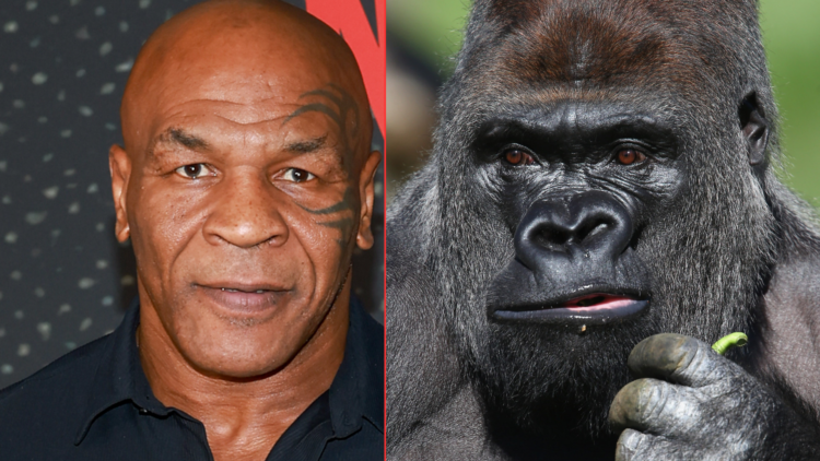 Mike Tysoon and gorilla