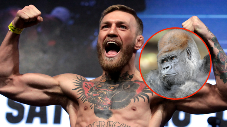 Image of Conor McGregor and inset of a Kibabu the silverback gorilla