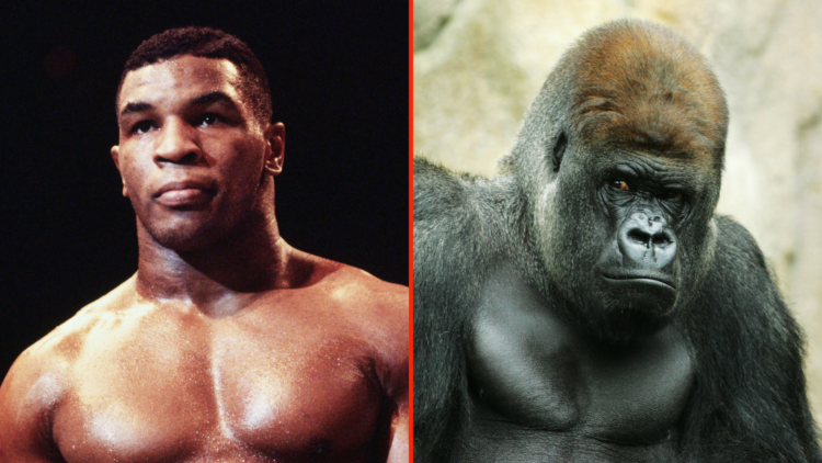 Split image of Mike Tyson and a Silverback gorilla
