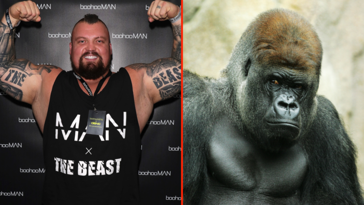 Split image of Eddie Hall and Kibabu the silverback gorilla