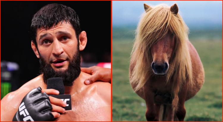 Split image of Khamzat Chimaev on the mic at UFC 308, and a Shetland pony