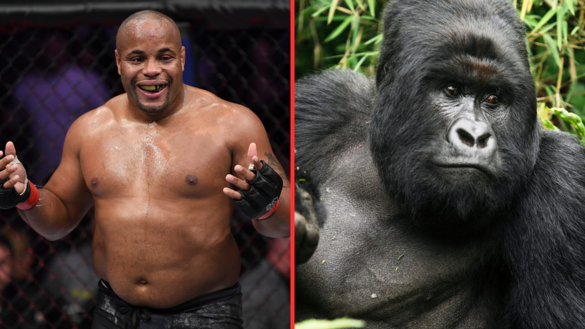 Split image of Daniel Cormier winning after UFC 230 and a silverback gorilla in the forest