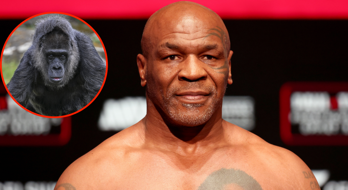 Mike Tyson poses at the ceremonial weigh-in for his fight vs. Jake Paul, inset Fatou, the world's oldest living Gorilla